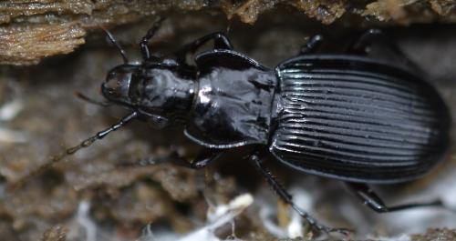 Pterostichus cristatus